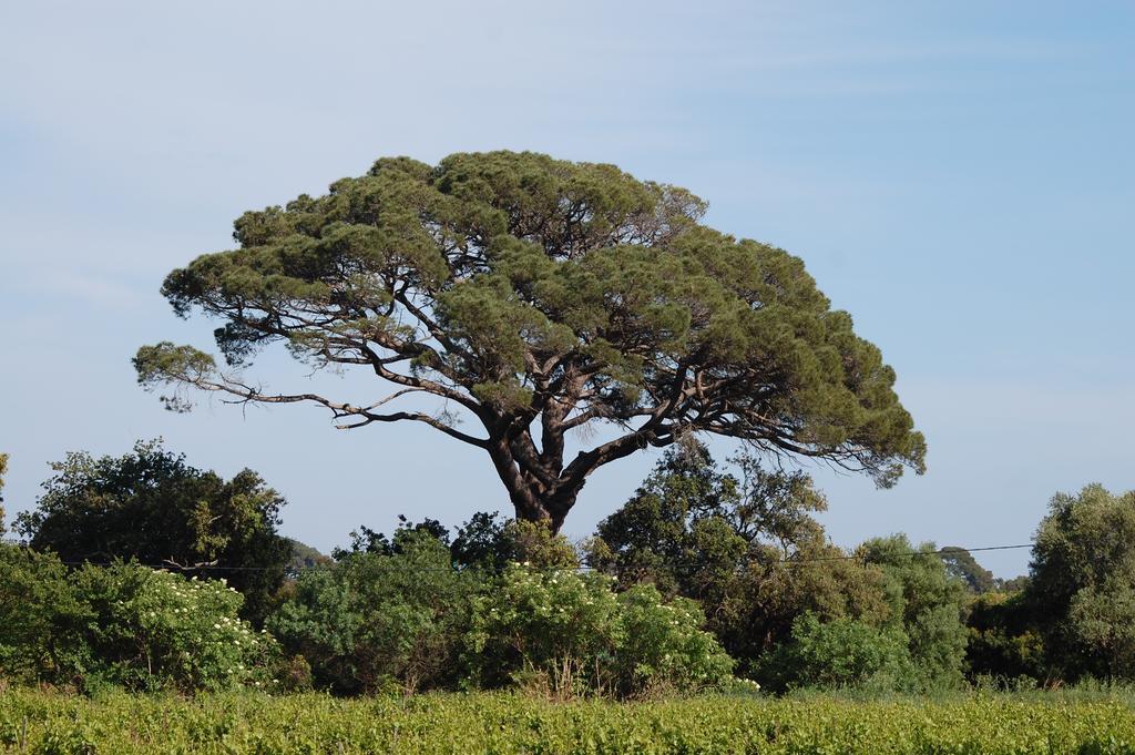 Chateau De La Clapiere Hyères Екстериор снимка